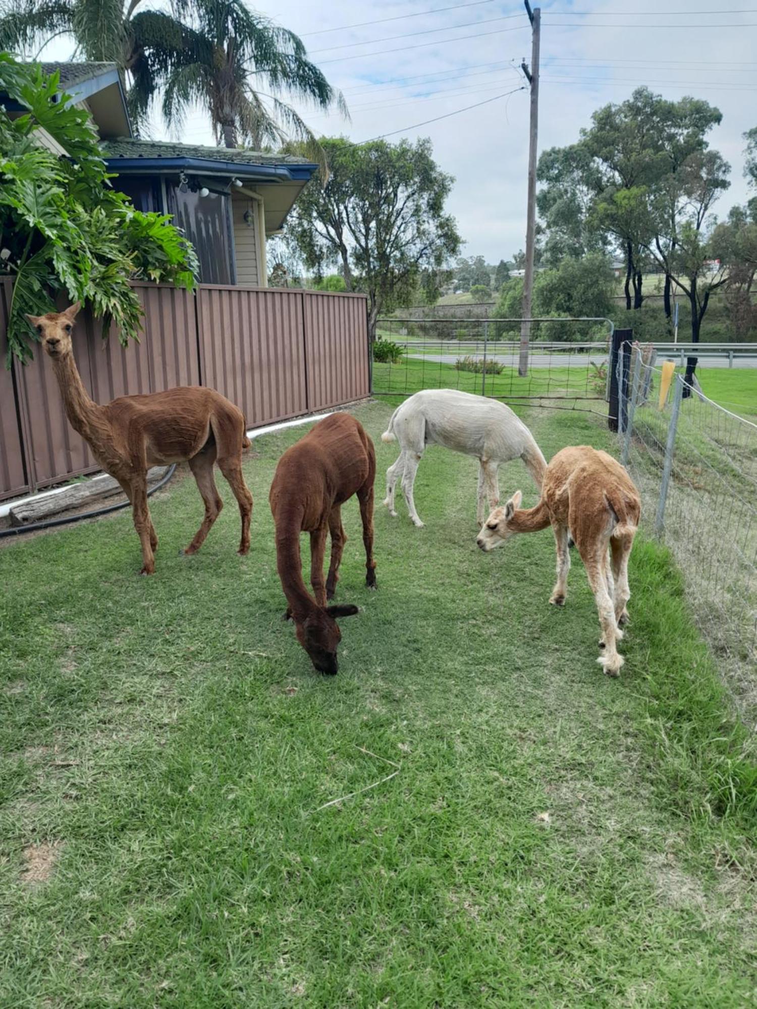 Muswellbrook Northside Bed & Breakfast Exterior photo